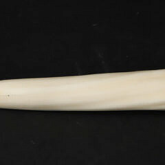 Antique Narwhal Tusk