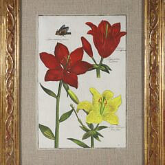 Daniel Rabel (Paris 1578-1637) Hand Colored Copper Engraving #32 Lilies circa 1622