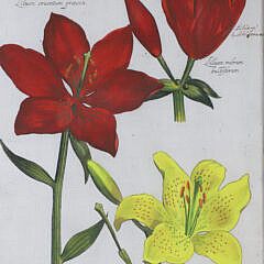 Daniel Rabel Hand Colored Copper Engraving #32 Lilies circa 1622