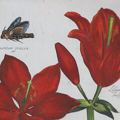 Daniel Rabel Hand Colored Copper Engraving #32 Lilies circa 1622