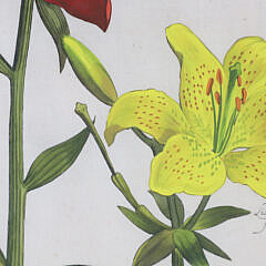Daniel Rabel Hand Colored Copper Engraving #32 Lilies circa 1622