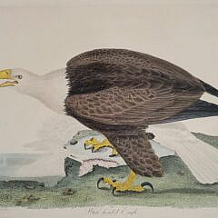 Antique Alexander Wilson Hand Colored Engraving American White Headed Bald Eagle