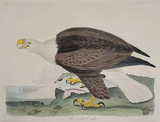 1769-1865 Eagle Print A