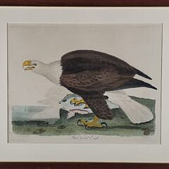 Antique Alexander Wilson Hand Colored Engraving American White Headed Bald Eagle