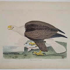 Antique Alexander Wilson Hand Colored Engraving American White Headed Bald Eagle