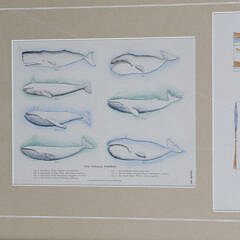 Three Maritime “Knots” Framed Triptychs