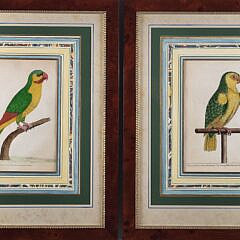 1804-1865 Parrot Prints A