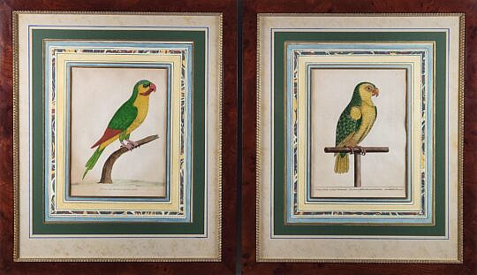 1804-1865 Parrot Prints A