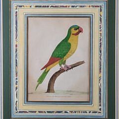 Pair of 1737 Eleazer Albin Handcolored Parrot & Parakeet Bird Engravings