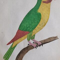 Pair of 1737 Eleazer Albin Handcolored Parrot & Parakeet Bird Engravings