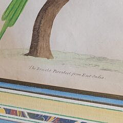 Pair of 1737 Eleazer Albin Handcolored Parrot & Parakeet Bird Engravings