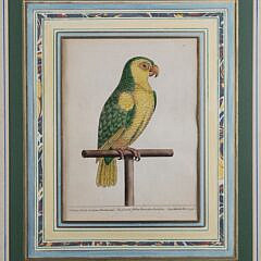 Pair of 1737 Eleazer Albin Handcolored Parrot & Parakeet Bird Engravings
