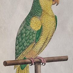 Pair of 1737 Eleazer Albin Handcolored Parrot & Parakeet Bird Engravings