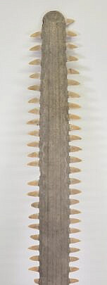 1840-1865 Sawfish Rostrum A
