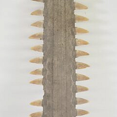 1840-1865 Sawfish Rostrum A