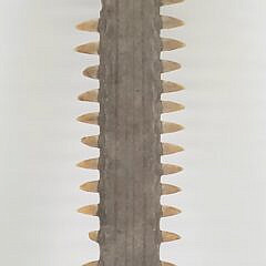 Antique Sawfish Bill Rostrum