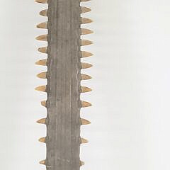 Antique Sawfish Bill Rostrum