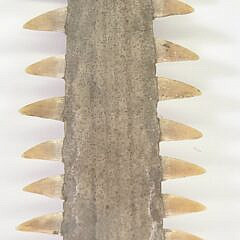 Antique Sawfish Bill Rostrum