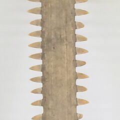 Antique Sawfish Bill Rostrum