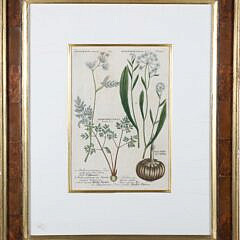 18th Century Botanical Etching “Chaerophyllum Bulbosum”