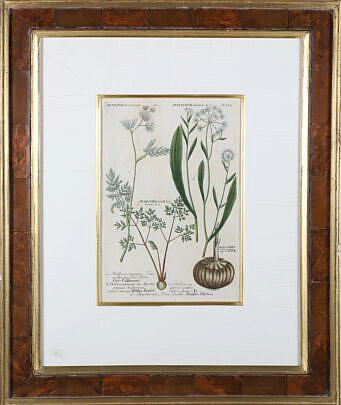 18th Century Botanical Etching "Chaerophyllum Bulbosum"