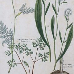 18th Century Botanical Etching “Chaerophyllum Bulbosum”