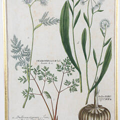 18th Century Botanical Etching “Chaerophyllum Bulbosum”