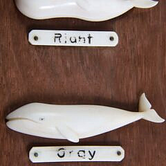 Fine Aletha Macy Carved Seven-Whale Species Plaque