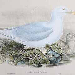 Pair of J. Gould and W. Hart Colored Lithographs of Coastal Sea Birds