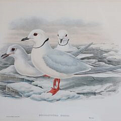 Pair of J. Gould and W. Hart Colored Lithographs of Coastal Sea Birds