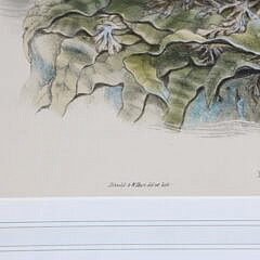 Pair of J. Gould and W. Hart Colored Lithographs of Coastal Sea Birds