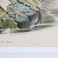 Pair of J. Gould and W. Hart Colored Lithographs of Coastal Sea Birds