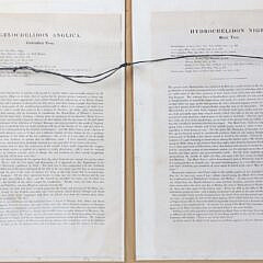 Pair of J. Gould and W. Hart Colored Lithographs of Coastal Sea Birds