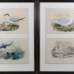 Pair of J. Gould and W. Hart Colored Lithographs of Coastal Sea Birds