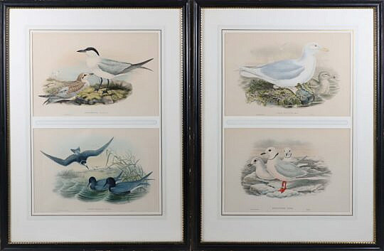Pair of J. Gould and W. Hart Colored Lithographs of Coastal Sea Birds