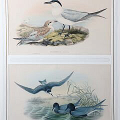 Pair of J. Gould and W. Hart Colored Lithographs of Coastal Sea Birds