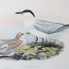 Pair of J. Gould and W. Hart Colored Lithographs of Coastal Sea Birds