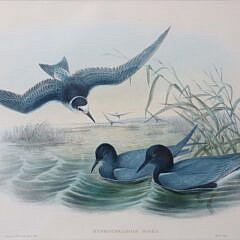 Pair of J. Gould and W. Hart Colored Lithographs of Coastal Sea Birds