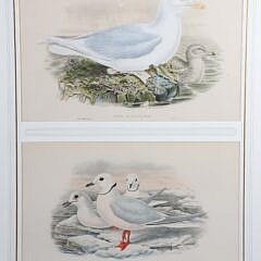 Pair of J. Gould and W. Hart Colored Lithographs of Coastal Sea Birds