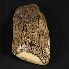Mammoth Walrus Eskimo Scrimshaw Pictorial