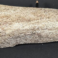 Antique Carved Fossilized Whalebone Narwhal and Seal Sculpture Figurine, 19th century