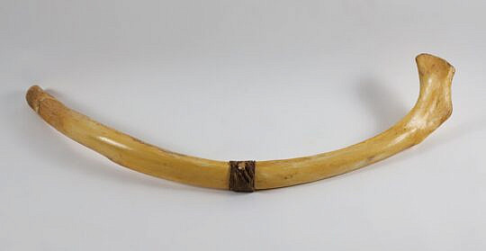 19th Century Sperm Whale Rib