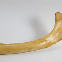 19th Century Sperm Whale Rib