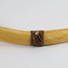 19th Century Sperm Whale Rib