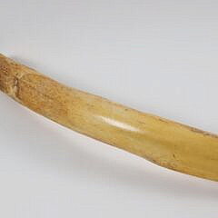 19th Century Sperm Whale Rib