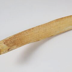 19th Century Sperm Whale Rib