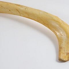 19th Century Sperm Whale Rib