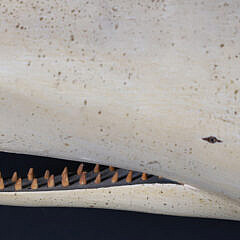 Clark Voorhees Carved Wood Full Body “Moby Dick” Whale
