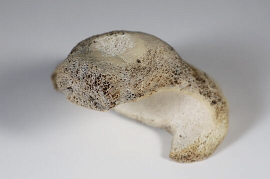 Inuit Antique Whale Bone Seal Sculpture, 19th Century