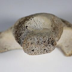 Inuit Antique Whale Bone Seal Sculpture, 19th Century